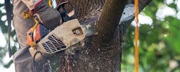 Why Choose Our Tree Removal Services in Big Spring, TX?