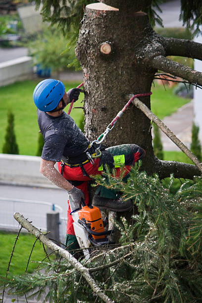 Trusted Big Spring, TX  Tree Services Experts